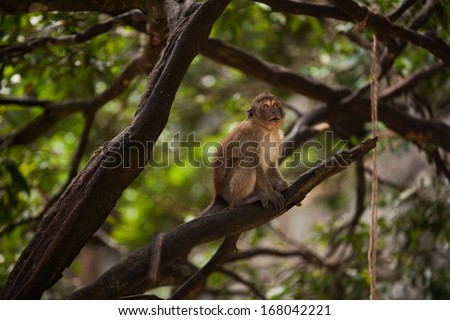 Monkey in Thailand national park