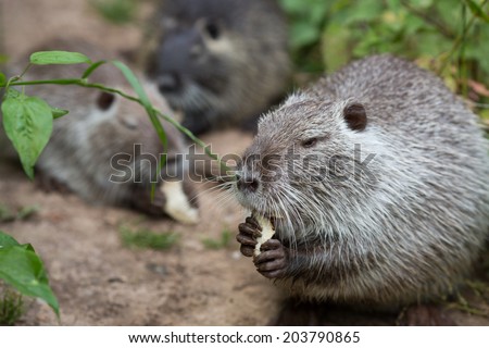 Cute wild furry coypus (river rat, nutria) eating bread on the riverside near the green grass, close up