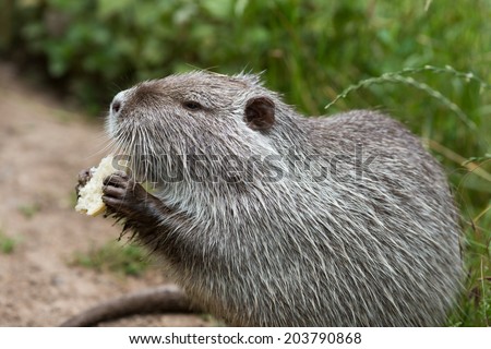 Cute wild furry coypu (river rat, nutria) eating bread on the riverside near the green grass, close up