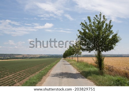 Country road between wheat field and spice field (thyme), summer day, Germany