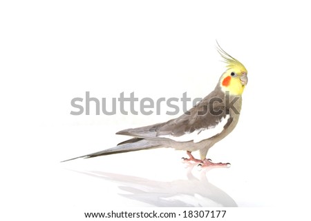 Parrot Isolated on White