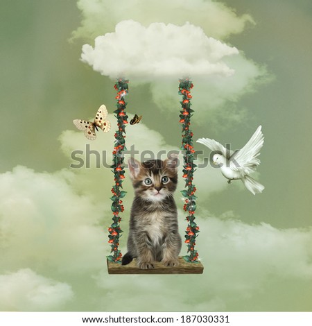 little cat in a hammock hanging by a cloud