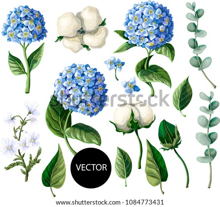 Hydrangea, cotton flowers and eucalyptus branch, isolated on white background. Vector illustration