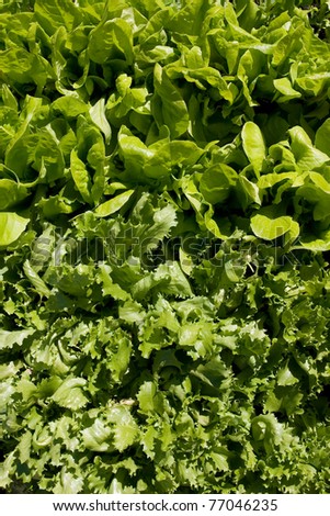 Different growing salat in the garden. Shot taken direct from above