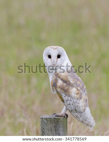 Barn Owl, Nottinghamshire\
While driving to work I spotted this stunning owl flying up and down a country lane so pulled up in a layby and waited for him to land near me and got this great encounter.