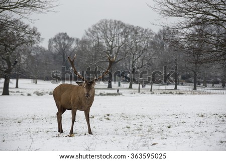 Red Deer stag in the snowy landscape of wollaton deer park