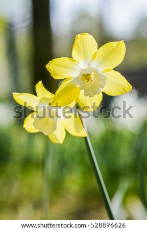 Two flower heads of Narcissus Pipit. Outstanding. Two to three heads of clear lemon, the cups fading to almost white. Scented and long lasting. Borders, grass or pots.