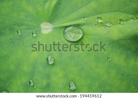Close up water drop on lotus leaf.