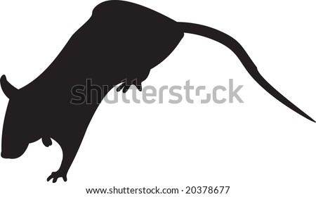 Rat Vector