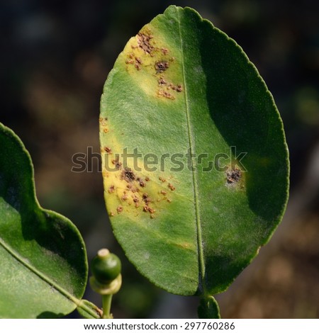 Canker is a disease plant found in citrus plants.