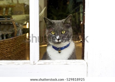 Gray and white cat with collar, bell,and yellow eyes looking into camera from inside house.Horizontal.
