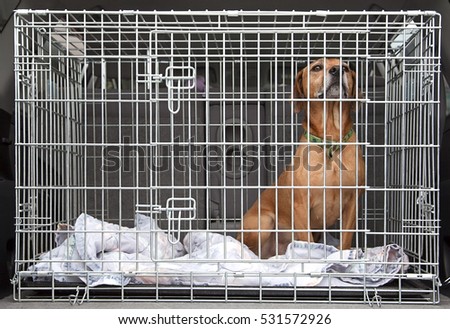 Sitting brown mixed breed dog inside kennel crate. Horizontal.