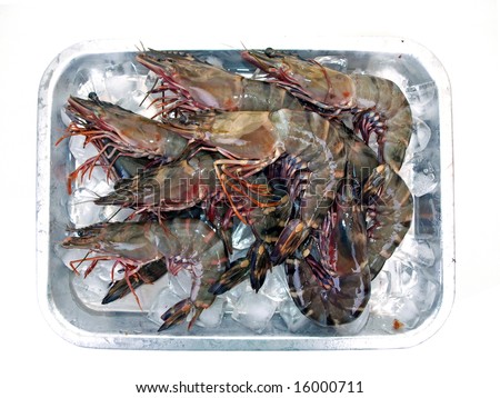 Fresh Big Sea Tiger Prawns stacked on tray with Ice