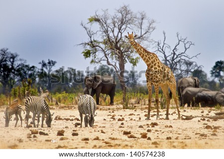 African Scene From Camp
