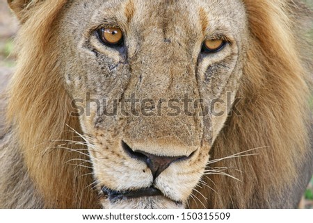 Lion Face close-up