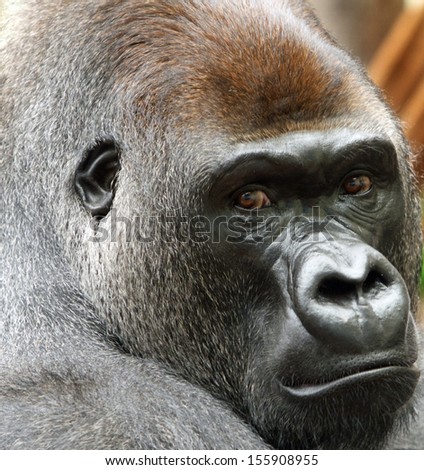 Kumbuka, the gorilla -  close-up face