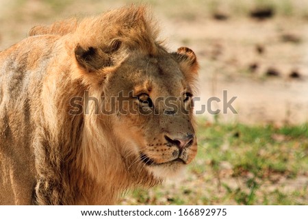 Male Lion face on the African plains