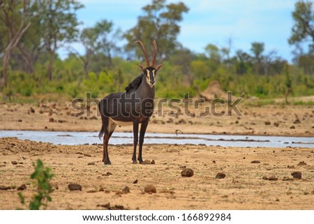 Male Sable Antelope in Little Makololo camp