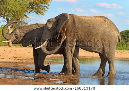2 elephants with a blue sky drinking at a waterhole  in Hwange National Park