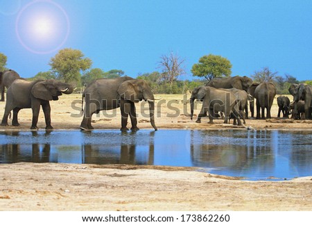 Elephants drinking at a Waterhole at Dusk in Hwange National Park - this has a canvas / textured effect.