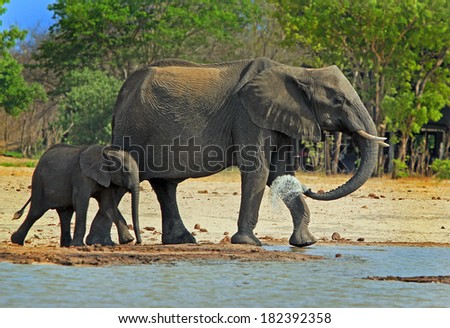 2 elephants at camp waterhole in hwange, zimbabwe