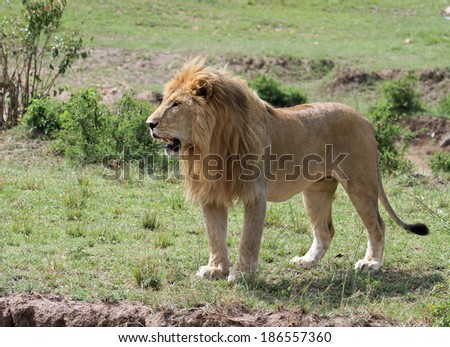 Male Lion standing on the plains of the Masai Mara in Kenya