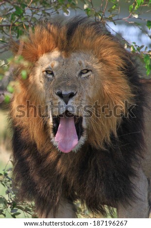 Male Lion yawning and looking straight into camera lens, with green bush in background