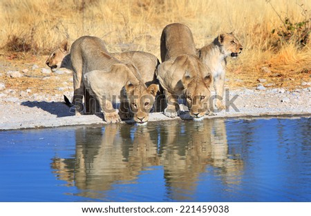 Pride of Lions drinking from a waterhole with reflection