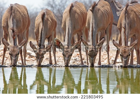 Four Female Kudu drinking from waterhole with reflection taken from camp hide