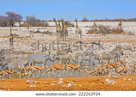 Okaukuejo Waterhole in Etosha with lots of different animals including giraffe, zebra, springbok