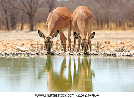 2 Black faced Impala drinking from camp waterhole