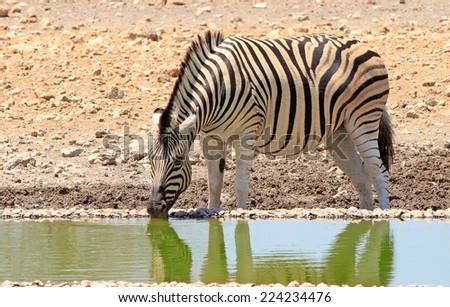 Isolated zebra drinking from camp waterhole
