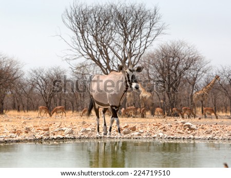 Isolated Gemsbok Oryx next to a waterhole at camp
