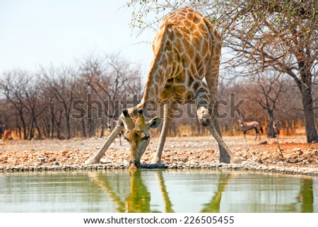 Isolated Giraffe drinking from the camp waterhole in Etosha with a Gemsbok Oryx in background