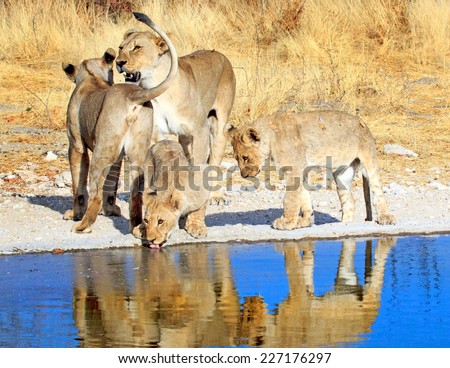 Pride of lions at a waterhole in Etosha national park