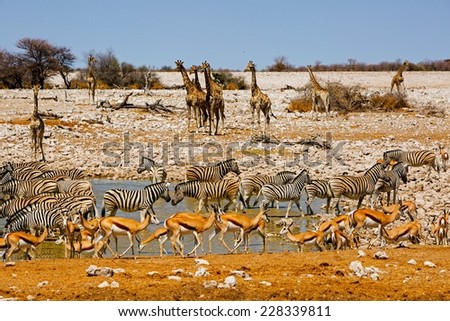 Vibrant Camp Waterhole teeming with Game with giraffe, springbok, oryx, and zebra - landscape.