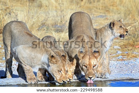 Pride of lions drinking from a waterhole with reflection
