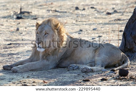 Isolated Male Lion laying on the plains in Africa