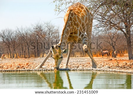 Isolated Giraffe bending to drink from camp waterhole