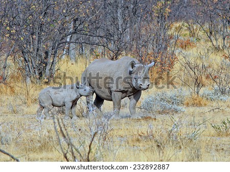 Mother and calf Black Rhino in Etosha National Park