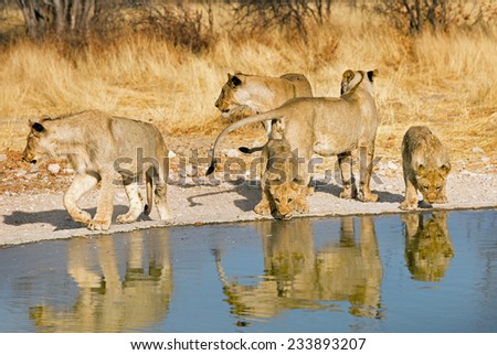 Pride of five lions drinking from a waterhole in Ongava Reserve