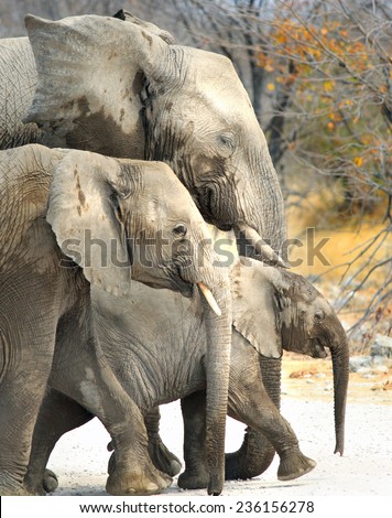 Three elephants walking in a row