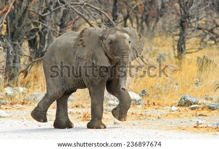 Isolated elephant with leg in the air as if dancing