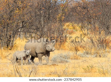 Mother Black Rhino with calf in African Bush