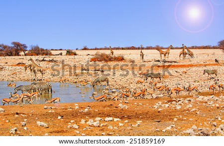 Waterhole teeming with animals in Etosha National Park, with lots of giraffe, zebras and springbok - this has had a lens flare added to top right hand corner