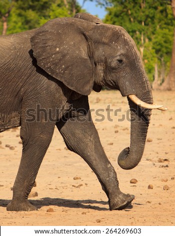 portrait of Isolated elephant walking in camp in Hwange National park