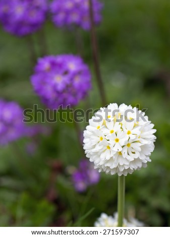 Isolated White circular flower head covered with small blooms with blurred purple flowers in background (Guelder Rose Roseum)