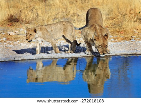 Lioness and Cub next to a waterhole in Ongava Reserve, - Etosha