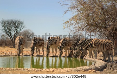 Herd of Zebra drinking from the camp waterhole