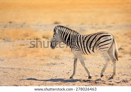 Isolated young zebra walking across the parched Etosha plains